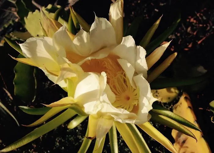 Casa Madre Tierra Apartment *