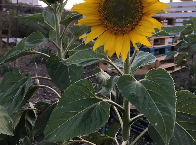 Daire Casa Madre Tierra La Pared (Las Palmas)