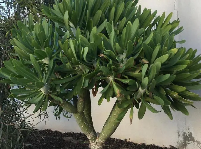 Casa Madre Tierra La Pared (Las Palmas)